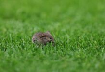 Reportan plaga de ratas en el Old Trafford de Manchester
