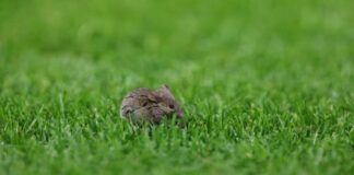 Reportan plaga de ratas en el Old Trafford de Manchester