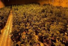Aseguran mil 500 plantas de marihuana en Sinaloa