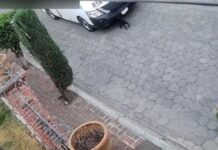 Vinculan a Juan Manuel N por atropellar a perrita en Atlixco