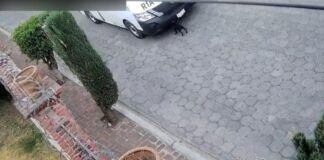 Vinculan a Juan Manuel N por atropellar a perrita en Atlixco