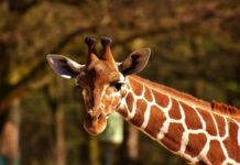 Jirafa de Zoológico de Culiacán no estaba desaparecida; murió en septiembre