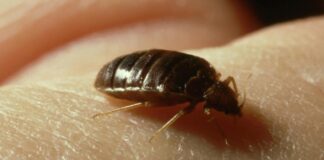 Descubren ‘superchinches’ en Japón, resisten insecticidas