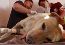 Omar Muñoz condena ataque con machete a perrita en mercado