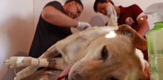 Omar Muñoz condena ataque con machete a perrita en mercado