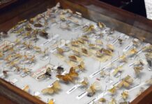 BUAP posee la colección de insectos más grande de Puebla