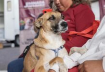 Esterilizan a 76 mascotas en colonia Revolución Mexicana