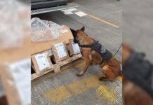 Perro policía halla 6 kilos de droga en San Jerónimo Caleras