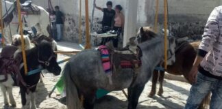 Denuncian carrusel con ponis en Feria de Cuautinchán