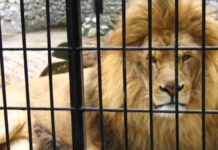 Rescatan a león enjaulado en un rancho en Jalisco