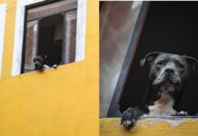 Conoce a Argos, el perrito más chismoso de Puebla