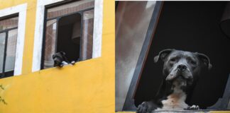 Conoce a Argos, el perrito más chismoso de Puebla