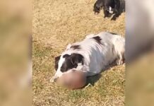 Captan a perro con un cráneo humano en Edomex