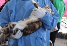Realizan Jornada de Protección Animal en San Miguel Canoa
