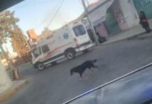 Muere ciclista atropellado en calles de Ocoyucan