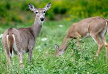 Hombre asesina por venganza a 32 venados en Puebla