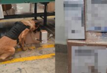 SSC Puebla asegura narcótico en empresa de paquetería