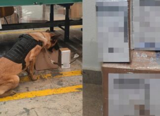 SSC Puebla asegura narcótico en empresa de paquetería