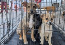 Adopta un perrito rescatado en Atlixco