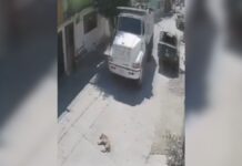 Camión arrolla a perrito dormido en Izúcar