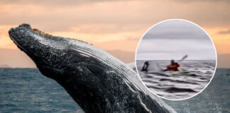 Captan a ballena tragando a hombre y escupiéndolo en Chile