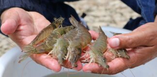 Sector camaronero de Ecuador responde a comentario de Sheinbaum