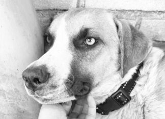 Fallece Chichí, perrita a la que le quemaron sus cachorritos en Cholula