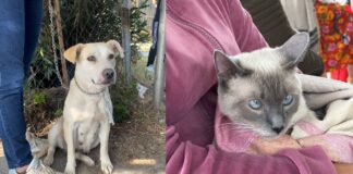 Promueven la salud de michis y lomitos en colonias de Puebla