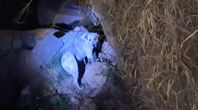 Rescatan a perrito que cayó a zanja en Cuautlancingo