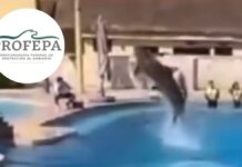 Muere delfín durante show en Quintana Roo; Profepa investiga