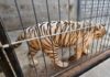 Denuncian abandono animal en zoológico de Querétaro