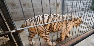 Denuncian abandono animal en zoológico de Querétaro