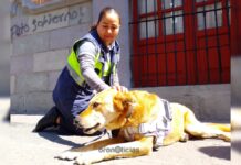 Perrito ‘Carolino’ está sano y salvo con personal de DASU
