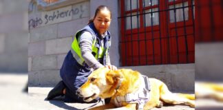 Perrito ‘Carolino’ está sano y salvo con personal de DASU