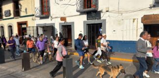 Recaudan 700 kilos de croquetas para lomitos y michis en Zacatlán