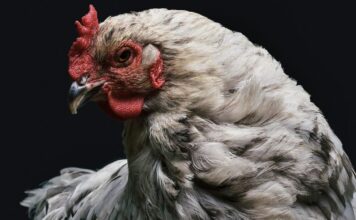 Rentan gallinas en EU ante alza en precio del huevo