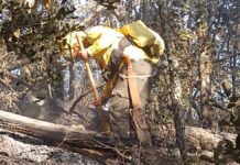 Han ocurrido 39 incendios forestales en Puebla durante 2025
