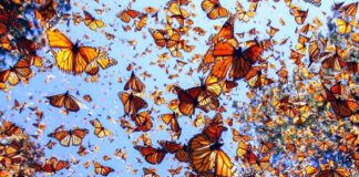 Mariposas monarca duplican su ocupación en Michoacán