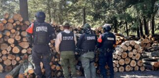 Aseguran más de 200 troncos de madera ilegal en La Malinche