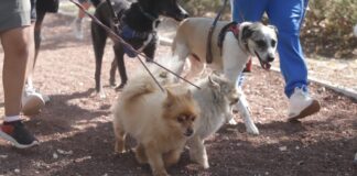 Familias poblanas avanzan para dar vida digna a sus mascotas