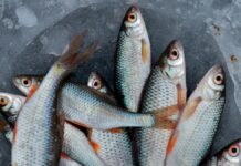 Académica explica cómo elegir pescados y mariscos en Cuaresma