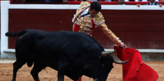 Sheinbaum revisará las corridas de toros, Constitución prohíbe maltrato animal