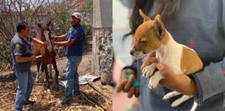 Llevan jornada de Bienestar Animal a San Andrés Azumiatla