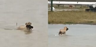 Perrita salva a su cachorro de inundaciones en Reynosa