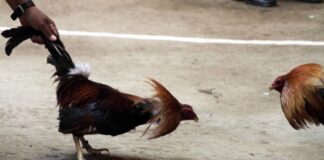 Sí habrá Palenque y peleas de gallos en Feria de Puebla 2025