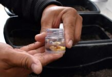 Estudian cómo controlar plaga de “gallina ciega” en cultivos