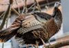 Pavo salvaje desata persecución urbana en Nueva York