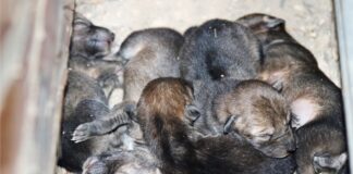 Nacen cinco crías de coyote en Flor del Bosque