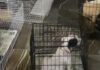 Decomisan 12 animales que eran vendidos en Analco