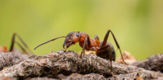 Arrestan en Kenia a contrabandistas de hormigas